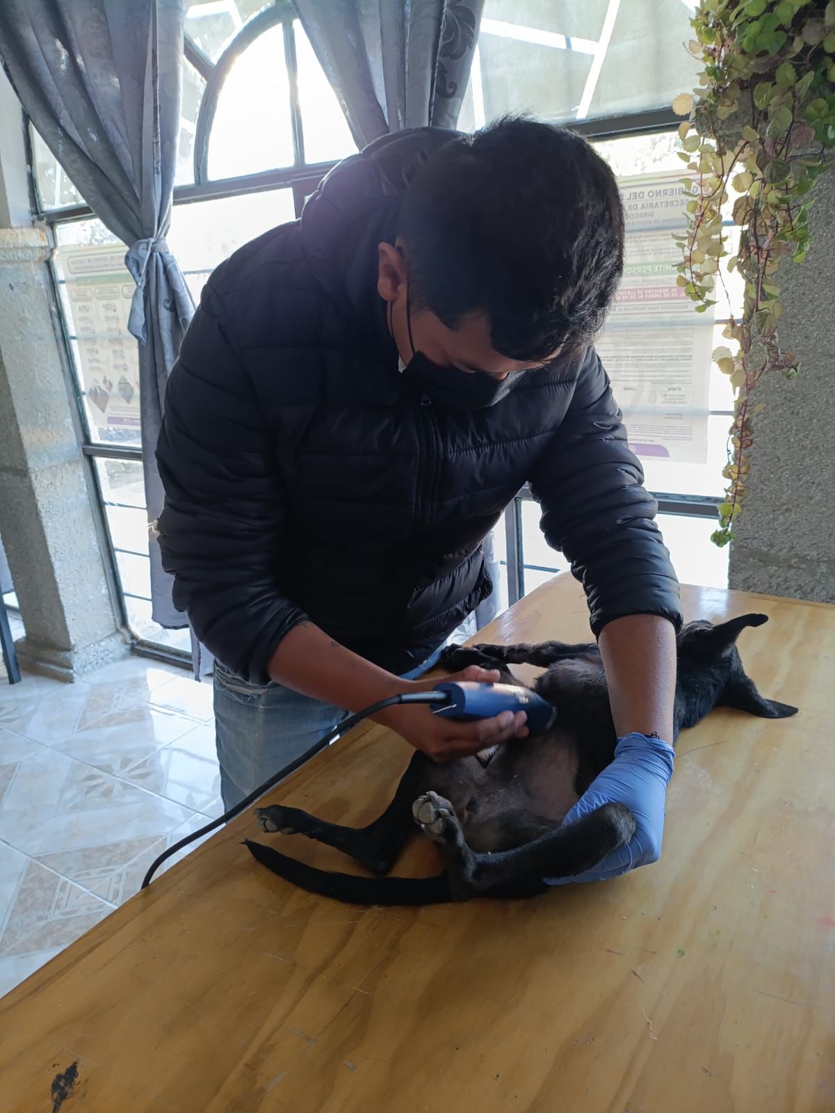 Gobierno de Huamantla lleva campaña gratuita de esterilización canina y felina a NCP José María Morelos